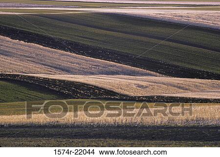 Wheat fields View Large Photo Image Picture - Wheat fields. Fotosearch