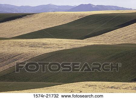 Stock Image - Wheat fields. Fotosearch