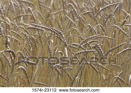 Wheat View Large Photo Image Stock Image - Wheat. Fotosearch