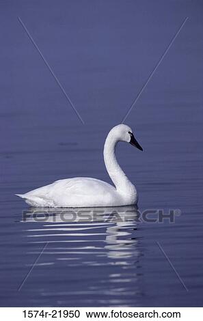 Stock Image - Whistling Swan swimming on water (Cygnus columbianus columbianus). Fotosearch