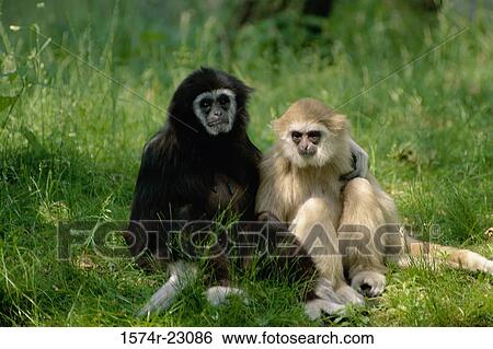 White-handed Gibbons sitting on grass, Bronx Zoo, New York City, USA View Large Photo Image Stock Photograph - White-handed Gibbons sitting on grass, Bronx Zoo, New York City, USA. Fotosearch