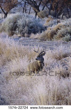 Picture - White-tailed Deer, Bosque del Apache National Wildlife Refuge, New Mexico, USA (Odocoileus Virginianus). Fotosearch
