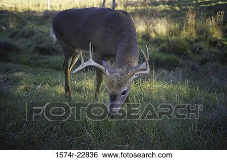White-tailed Deer grazing (Odocoileus Virginianus) View Large Photo Image Stock Photograph - White-tailed Deer grazing (Odocoileus Virginianus). Fotosearch