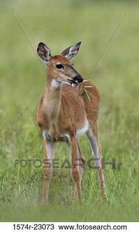 White-tailed Deer in a grassy field (Odocoileus Virginianus) View Large Photo Image Stock Image - White-tailed Deer in a grassy field (Odocoileus Virginianus). Fotosearch