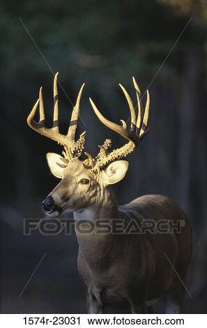 White-tailed Deer (Odocoileus Virginianus) View Large Photo Image Stock Image - White-tailed Deer (Odocoileus Virginianus). Fotosearch