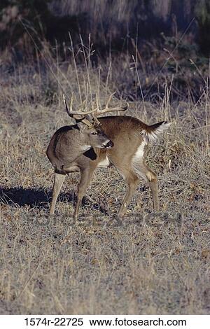 White-tailed Deer (Odocoileus Virginianus) View Large Photo Image Stock Photography - White-tailed Deer (Odocoileus Virginianus). Fotosearch