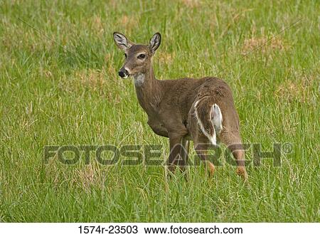 Stock Image - White-tailed Deer standing in a field, Cades Cove, Tennessee, USA (Odocoileus virginianus). Fotosearch
