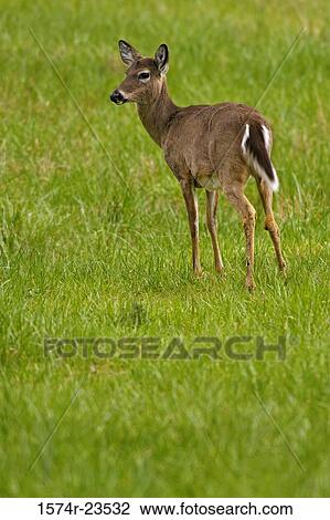 White-tailed Deer standing in a field, Cades Cove, Tennessee, USA (Odocoileus virginianus) View Large Photo Image Stock Image - White-tailed Deer standing in a field, Cades Cove, Tennessee, USA (Odocoileus virginianus). Fotosearch