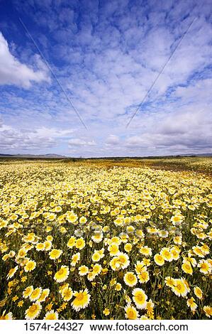 Wildflowers in a field, Carrizo Plain National Monument, California, USA View Large Photo Image Stock Photo - Wildflowers in a field, Carrizo Plain National Monument, California, USA. Fotosearch