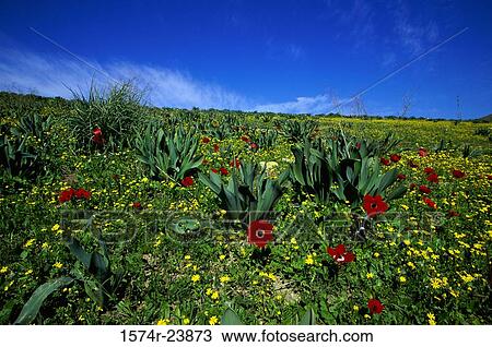 Wildflowers in a field, Galillee, Israel View Large Photo Image Stock Image - Wildflowers in a field, Galillee, Israel. Fotosearch