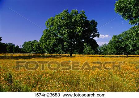 Wildflowers in a field, Lyndon B. Johnson National Historical Park, Texas, USA View Large Photo Image Stock Image - Wildflowers in a field, Lyndon B. Johnson National Historical Park, Texas, USA. Fotosearch