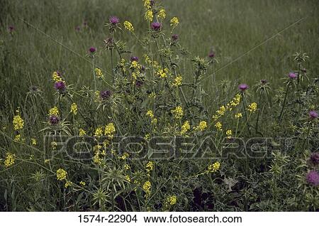 Picture - Wildflowers in a field. Fotosearch