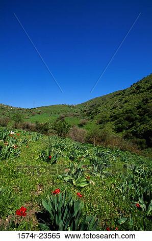 Wildflowers in a field, Wadi Tabor, Israel View Large Photo Image Stock Photography - Wildflowers in a field, Wadi Tabor, Israel. Fotosearch