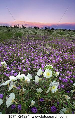 Picture - Wildflowers on a landscape, Anza Borrego Desert State Park, California, USA. Fotosearch