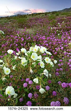 Wildflowers on a landscape, Anza Borrego Desert State Park, California, USA View Large Photo Image Stock Photography - Wildflowers on a landscape, Anza Borrego Desert State Park, California, USA. Fotosearch