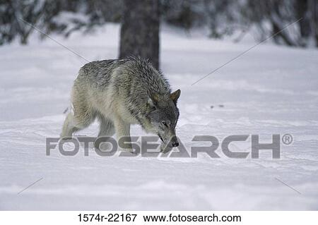 Wolf walking in snow View Large Photo Image Stock Photo - Wolf walking in snow. Fotosearch
