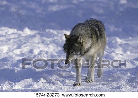 Wolf walking in the snow View Large Photo Image Stock Image - Wolf walking in the snow. Fotosearch