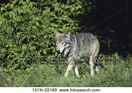 Wolf walking in the woods View Large Photo Image Stock Photo - Wolf walking in the woods. Fotosearch
