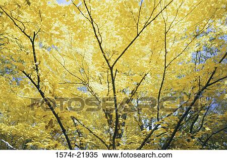 Stock Photography - Yellow leaves on a tree during autumn. Fotosearch