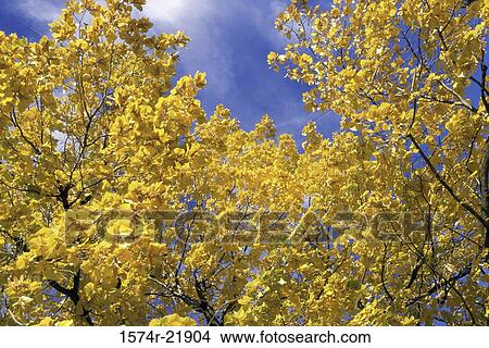 Yellow leaves on a tree in autumn, Idaho, USA View Large Photo Image Picture - Yellow leaves on a tree in autumn, Idaho, USA. Fotosearch