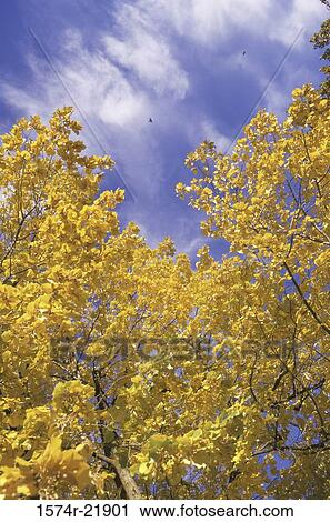 Yellow leaves on a tree in autumn, Idaho, USA View Large Photo Image Stock Image - Yellow leaves on a tree in autumn, Idaho, USA. Fotosearch