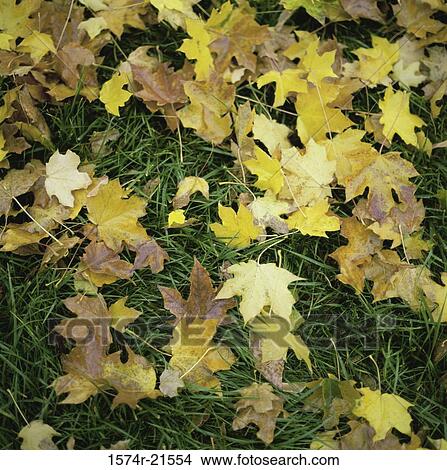 Picture - Yellow leaves on the ground in autumn. Fotosearch