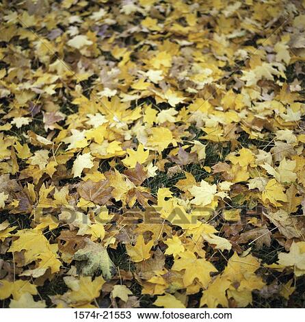Stock Image - Yellow leaves on the ground in autumn. Fotosearch