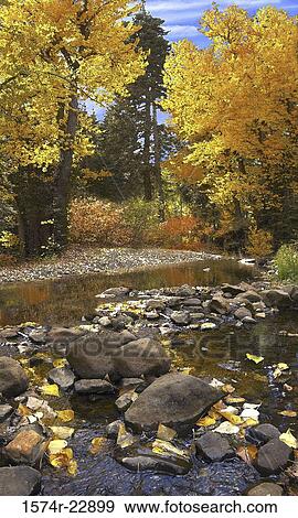 Yellow leaves on trees in autumn, California, USA View Large Photo Image Stock Photo - Yellow leaves on trees in autumn, California, USA. Fotosearch