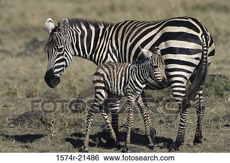 Young zebra and an adult zebra in a field View Large Photo Image Stock Photograph - Young zebra and an adult zebra in a field. Fotosearch