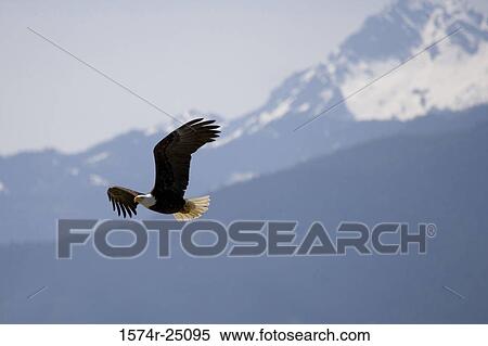 Bald Eagle flying in the sky (Haliaeetus leucocephalus) View Large Photo Image Stock Photography - Bald Eagle flying in the sky (Haliaeetus leucocephalus). Fotosearch