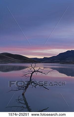 Bare tree half submerged in a lake, John Day Fossil Beds National Monument, Oregon, USA View Large Photo Image Stock Image - Bare tree half submerged in a lake, John Day Fossil Beds National Monument, Oregon, USA. Fotosearch