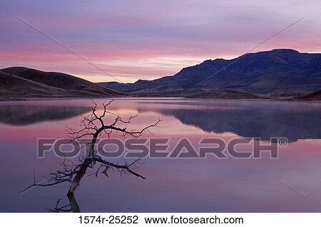 Bare tree half submerged in a lake, John Day Fossil Beds National Monument, Oregon, USA View Large Photo Image Stock Image - Bare tree half submerged in a lake, John Day Fossil Beds National Monument, Oregon, USA. Fotosearch