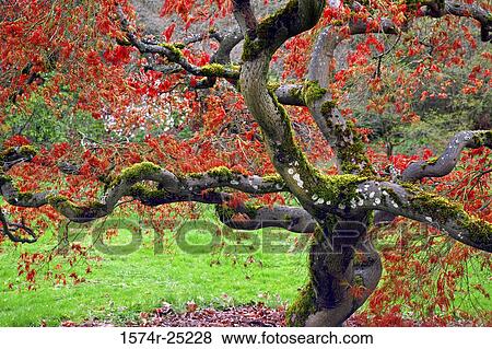 Blossoms on a moss covered tree View Large Photo Image Stock Photo - Blossoms on a moss covered tree. Fotosearch