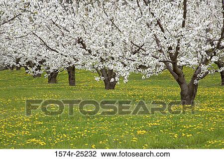 Cherry trees in a garden View Large Photo Image Stock Image - Cherry trees in a garden. Fotosearch