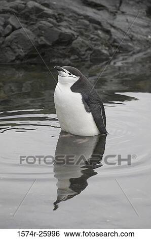 Chinstrap Penguin in water (Pygoscelis antarctica) View Large Photo Image Stock Photograph - Chinstrap Penguin in water (Pygoscelis antarctica). Fotosearch