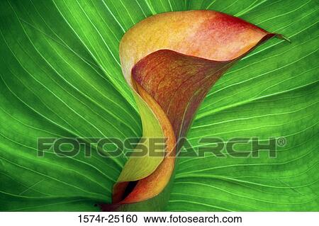 Close-up of a Calla Lily (Zantedeschia aethiopica) View Large Photo Image Stock Image - Close-up of a Calla Lily (Zantedeschia aethiopica). Fotosearch