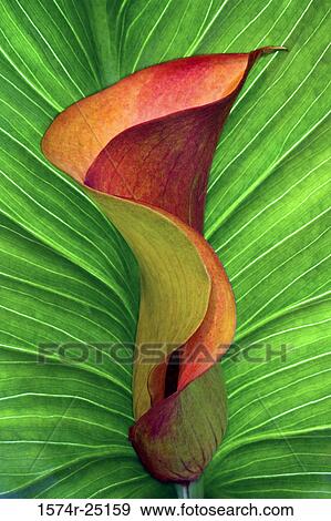 Close-up of a Calla Lily (Zantedeschia aethiopica) View Large Photo Image Stock Photo - Close-up of a Calla Lily (Zantedeschia aethiopica). Fotosearch