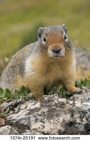 Close-up of a Columbian Ground Squirrel on a rock (Spermophilus columbianus) View Large Photo Image Stock Image - Close-up of a Columbian Ground Squirrel on a rock (Spermophilus columbianus). Fotosearch