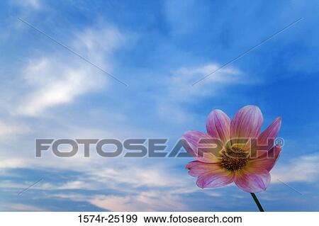Close-up of a dahlia View Large Photo Image Stock Photo - Close-up of a dahlia. Fotosearch