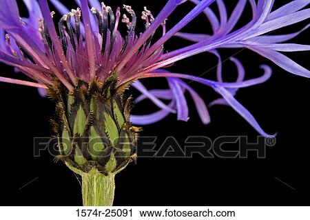 Stock Image - Close-up of a flower. Fotosearch