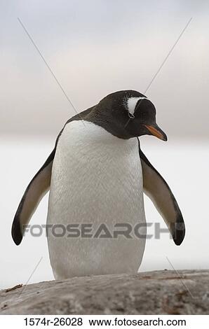 Close-up of a Gentoo Penguin spreading its wings (Pygoscelis papua) View Large Photo Image Stock Photo - Close-up of a Gentoo Penguin spreading its wings (Pygoscelis papua). Fotosearch