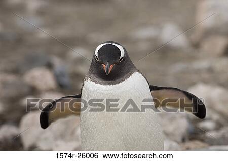 Stock Photograph - Close-up of a Gentoo Penguin spreading its wings (Pygoscelis papua). Fotosearch
