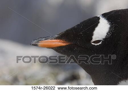 Stock Image - Close-up of a Gentoo Penguin (Pygoscelis papua). Fotosearch