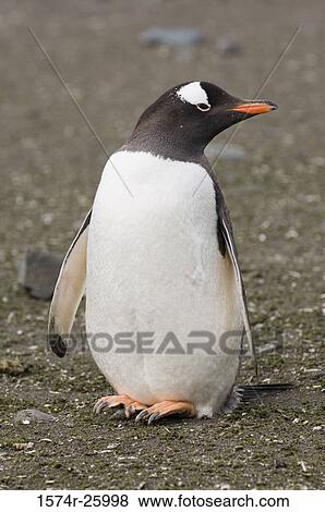 Close-up of a Gentoo Penguin (Pygoscelis papua) View Large Photo Image Stock Photo - Close-up of a Gentoo Penguin (Pygoscelis papua). Fotosearch