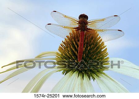 Close-up of a Red Dragonfly pollinating a coneflower (Echinacea purpurea) View Large Photo Image Stock Image - Close-up of a Red Dragonfly pollinating a coneflower (Echinacea purpurea). Fotosearch