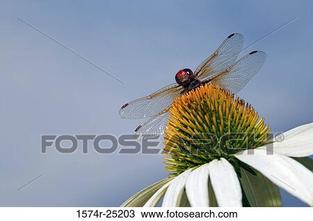 Close-up of a Red Dragonfly pollinating a coneflower (Echinacea purpurea) View Large Photo Image Stock Image - Close-up of a Red Dragonfly pollinating a coneflower (Echinacea purpurea). Fotosearch
