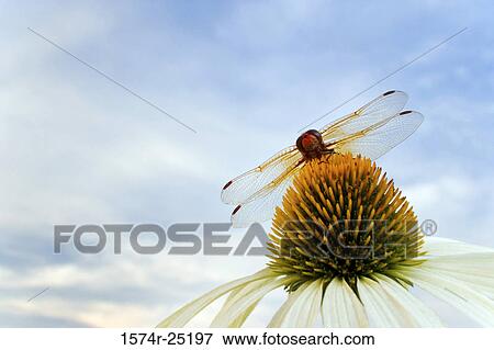 Close-up of a Red Dragonfly pollinating a coneflower (Echinacea purpurea) View Large Photo Image Stock Photo - Close-up of a Red Dragonfly pollinating a coneflower (Echinacea purpurea). Fotosearch