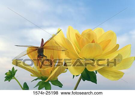 Stock Photo - Close-up of a Red Dragonfly pollinating a flower. Fotosearch
