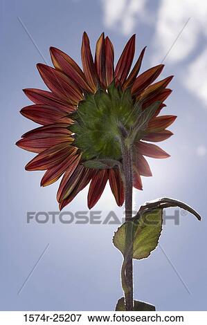 Close-up of a red sunflower View Large Photo Image Stock Photo - Close-up of a red sunflower. Fotosearch