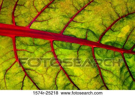 Close-up of a Ruby Red Chard leaf View Large Photo Image Stock Photo - Close-up of a Ruby Red Chard leaf. Fotosearch